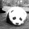 1937年12月大熊猫梅梅在美国